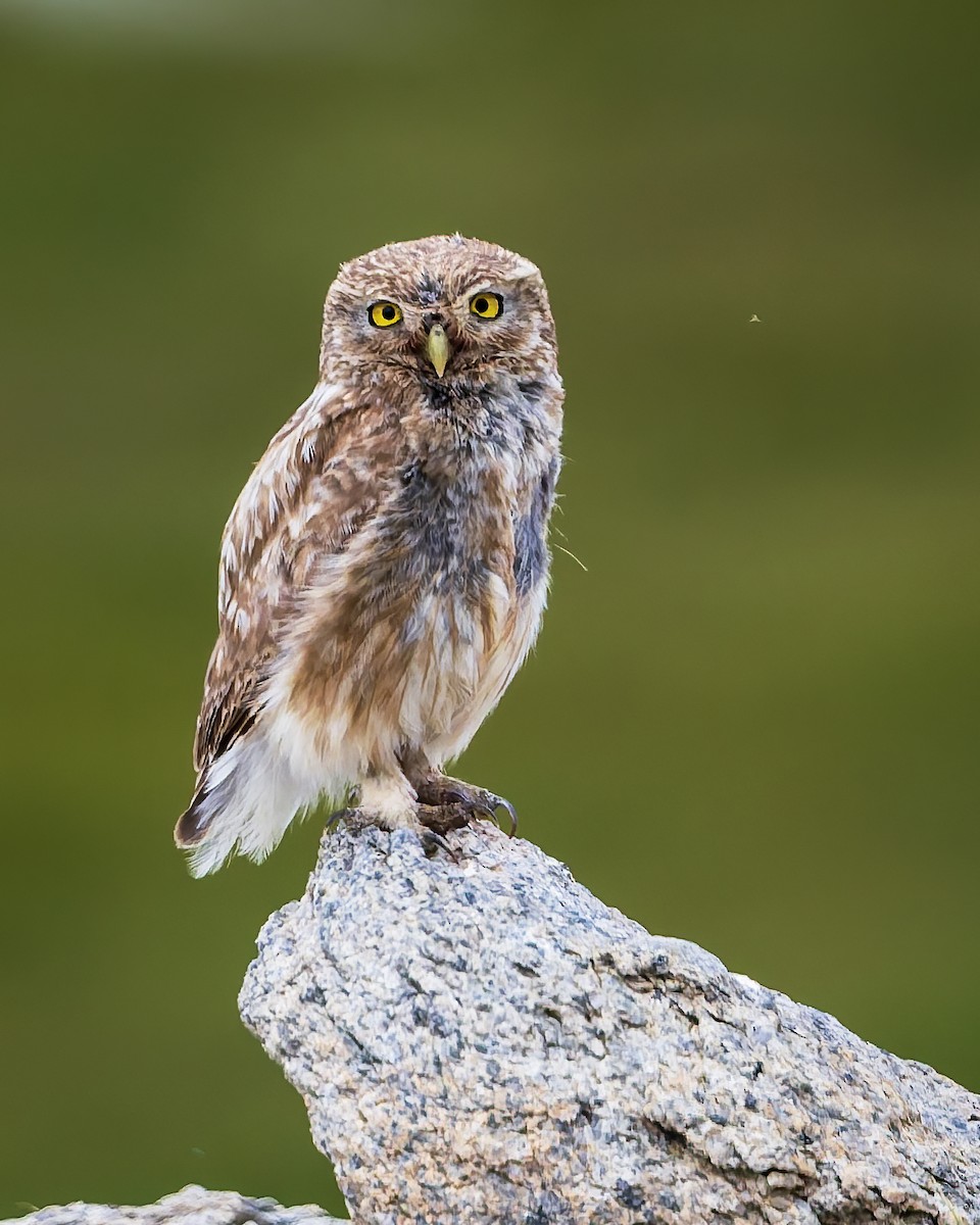 Сич хатній - ML644693706