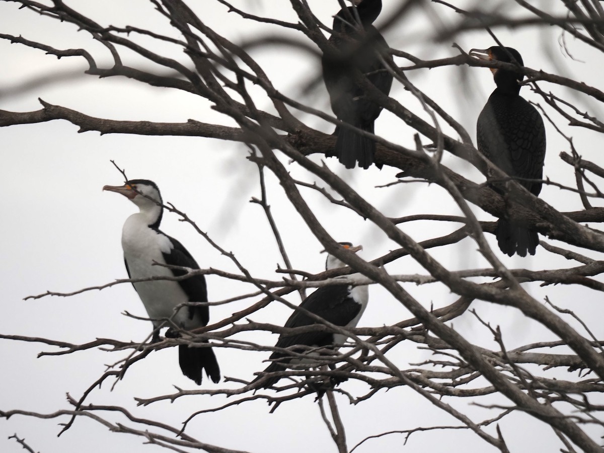 Pied Cormorant - ML644693718