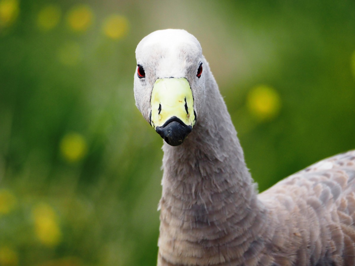 Cape Barren Goose - ML644693721