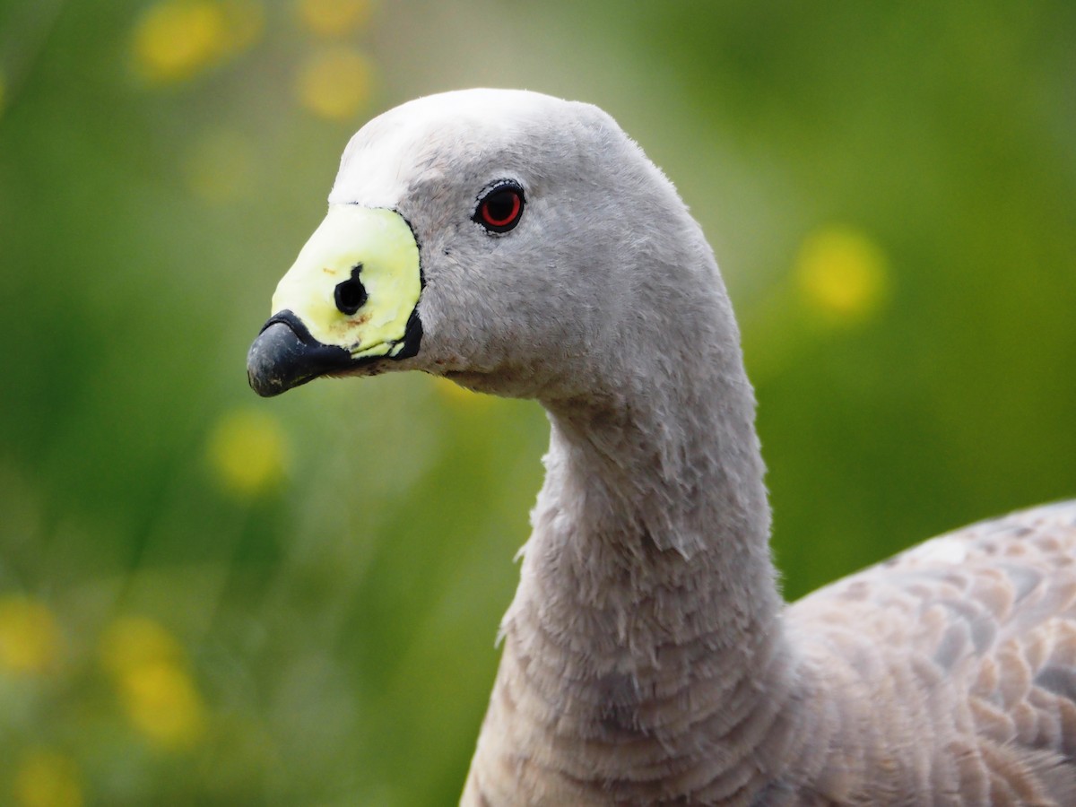 Cape Barren Goose - ML644693722