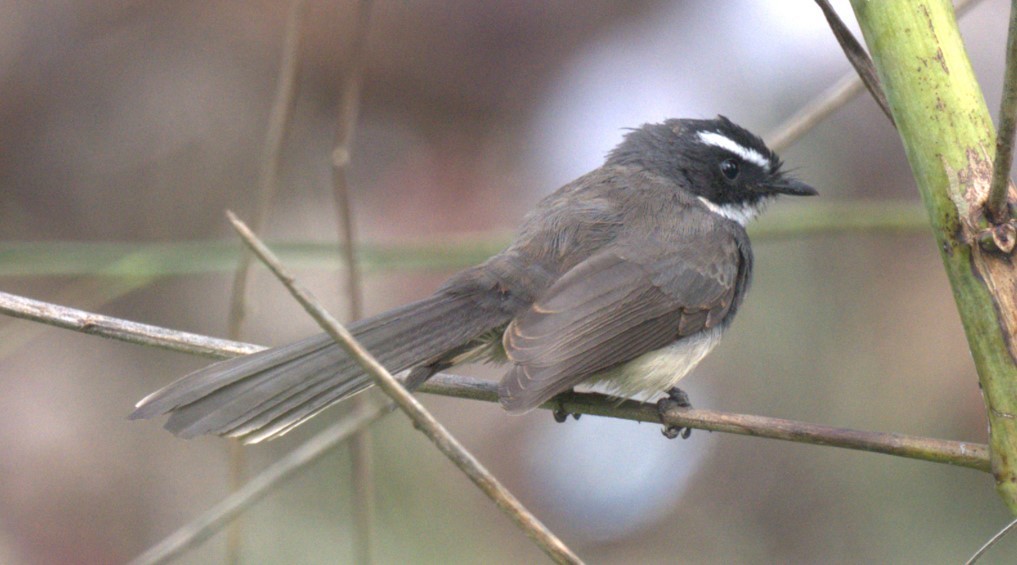 Spot-breasted Fantail - ML644693724