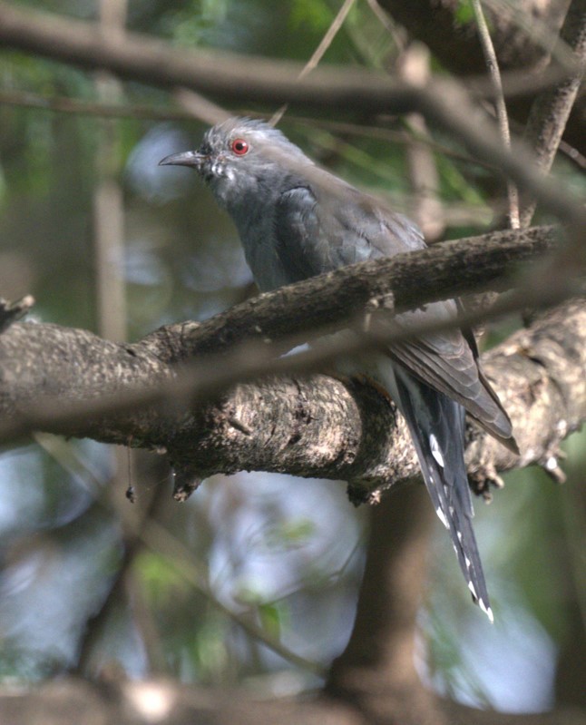 Cuco Pechigrís - ML644693728