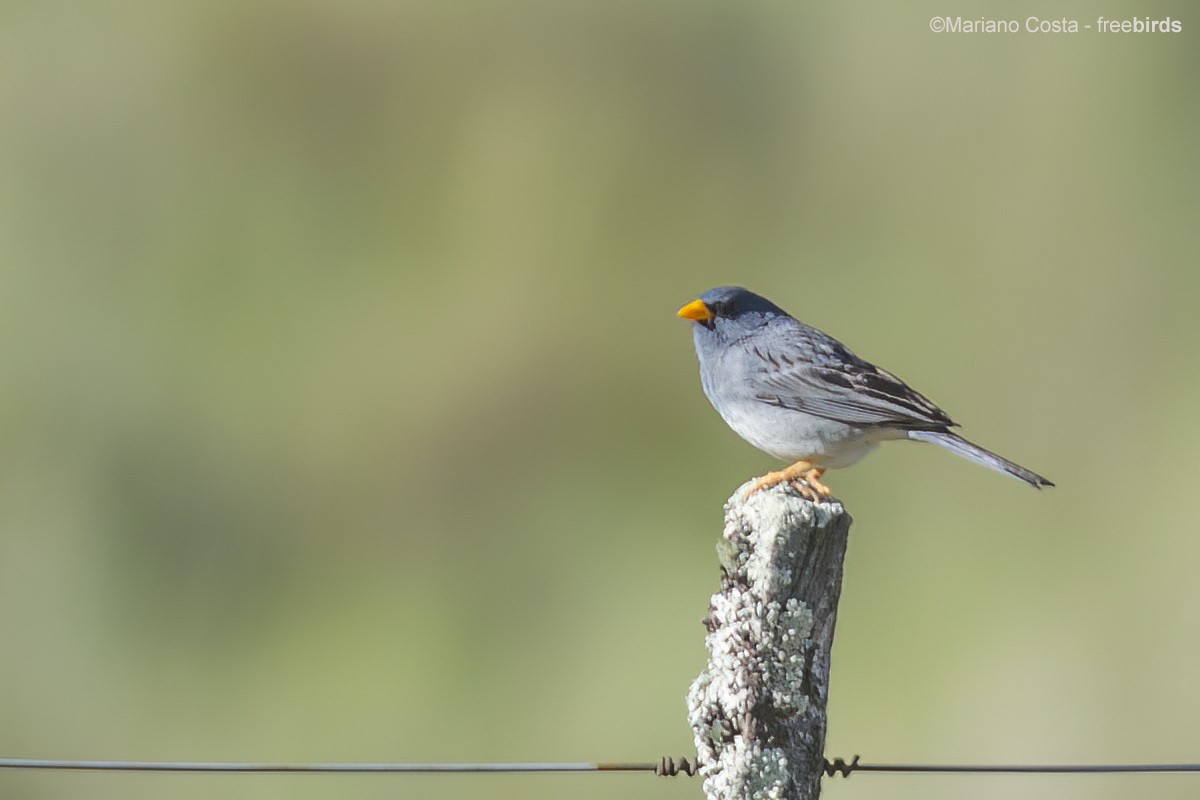 Band-tailed Sierra Finch - ML644693732