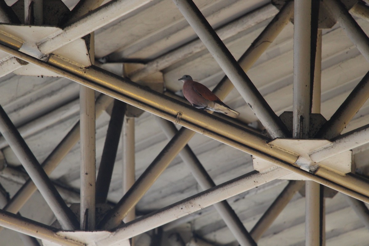 Короткохвостая горлица - ML644693742