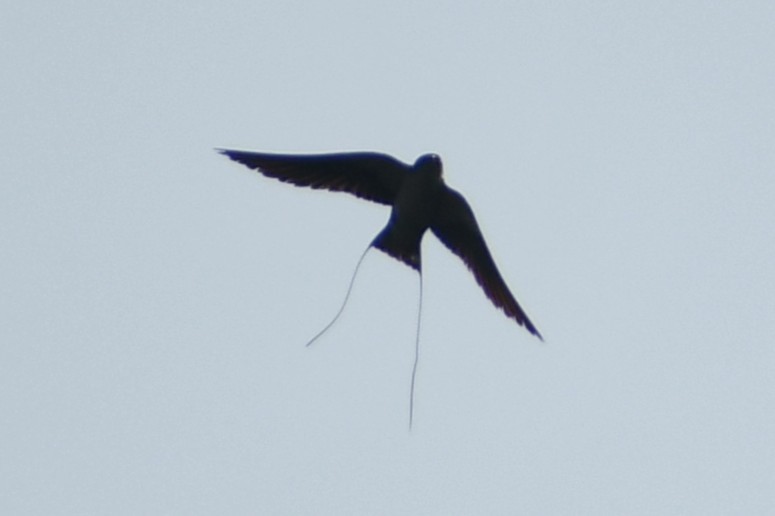 Wire-tailed Swallow - ML644693744