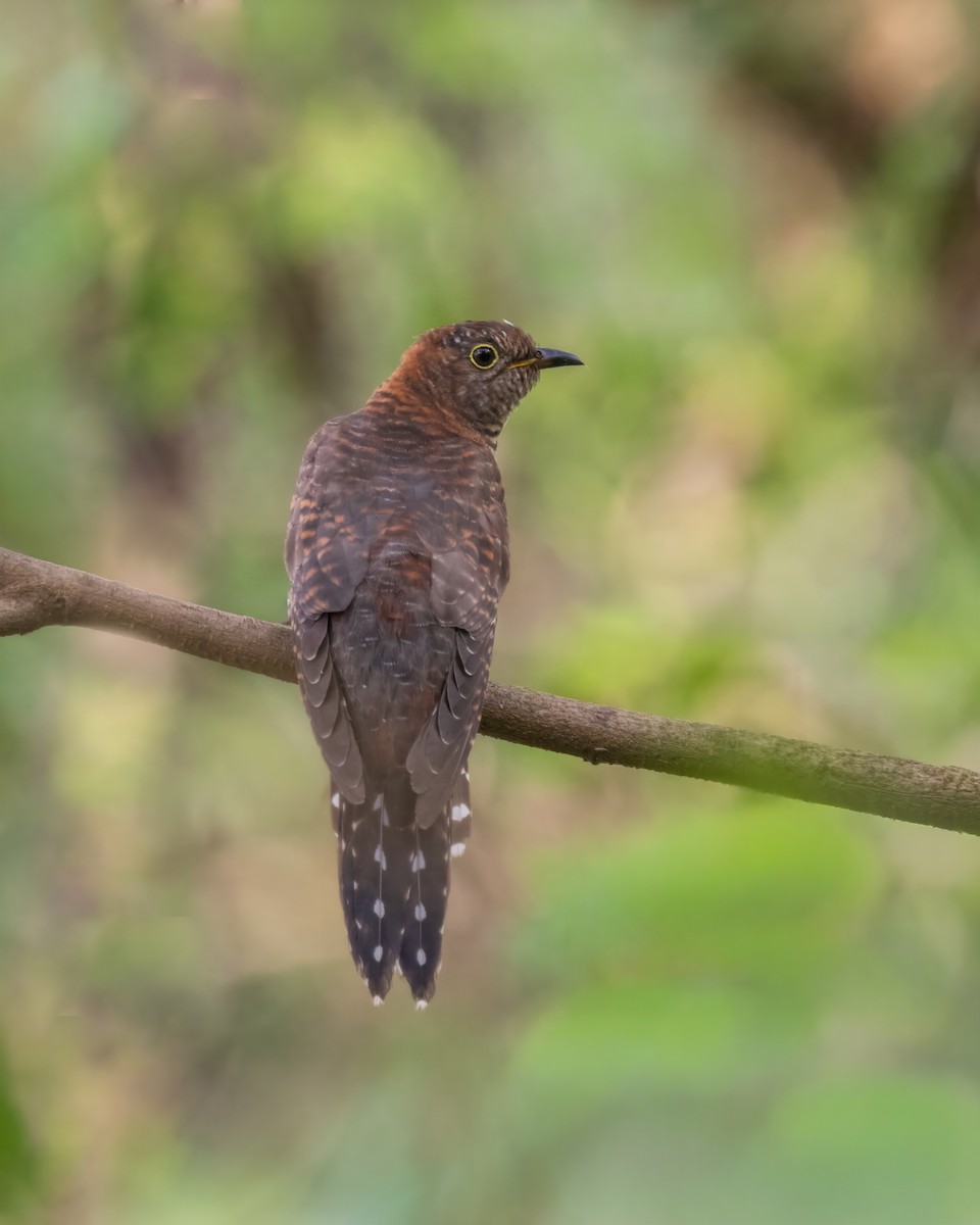 Lesser Cuckoo - ML644693745