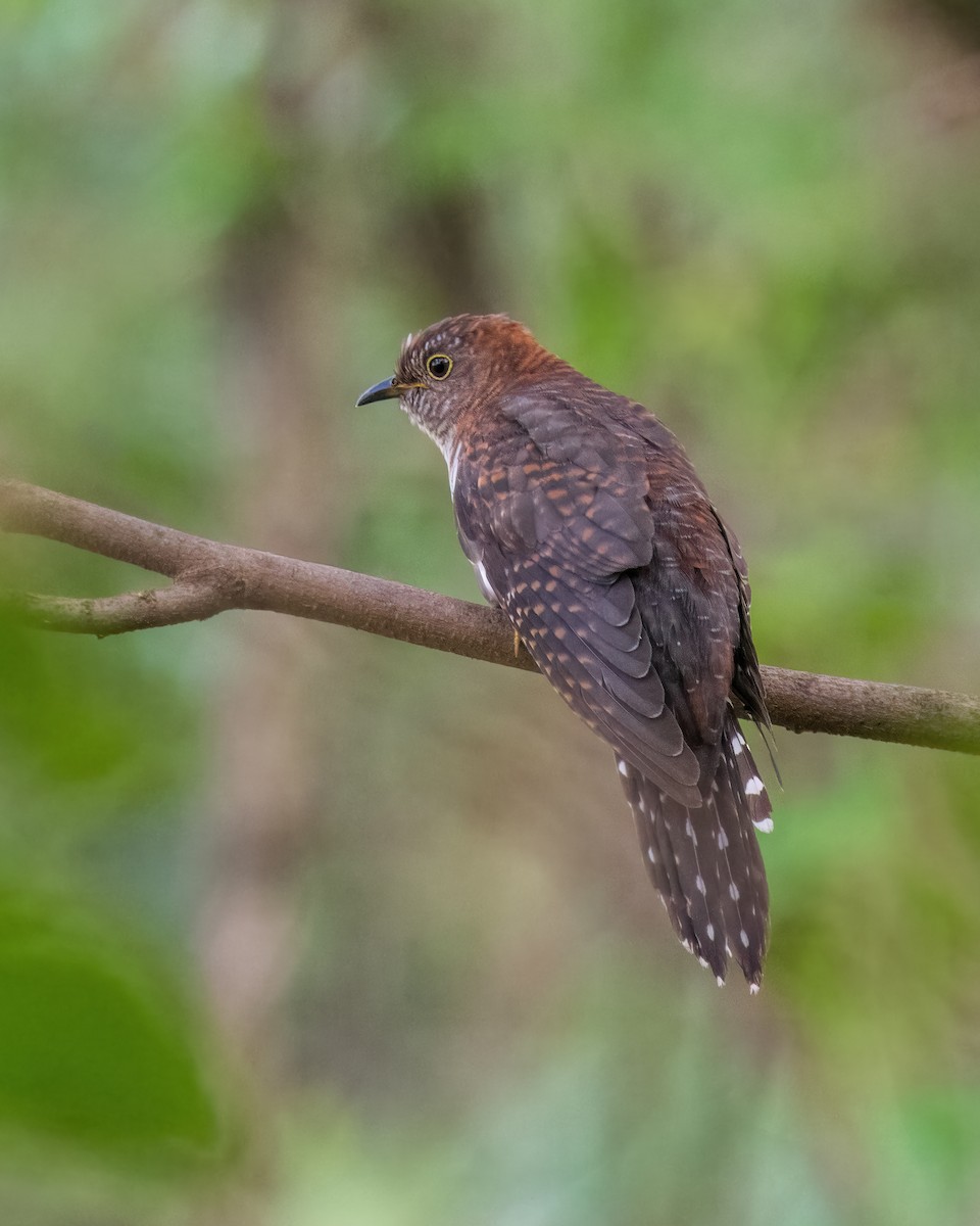 Lesser Cuckoo - ML644693746