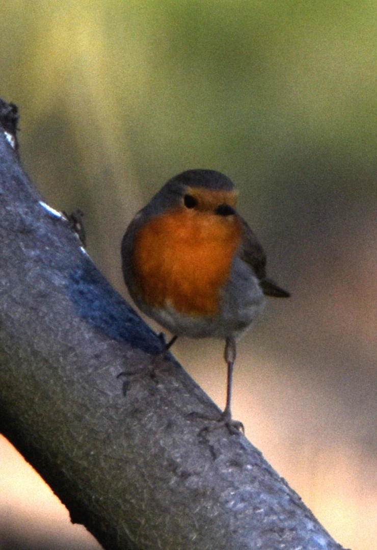 Pettirosso - ML644693753