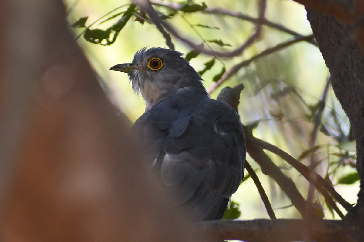 Common Hawk-Cuckoo - ML644693754