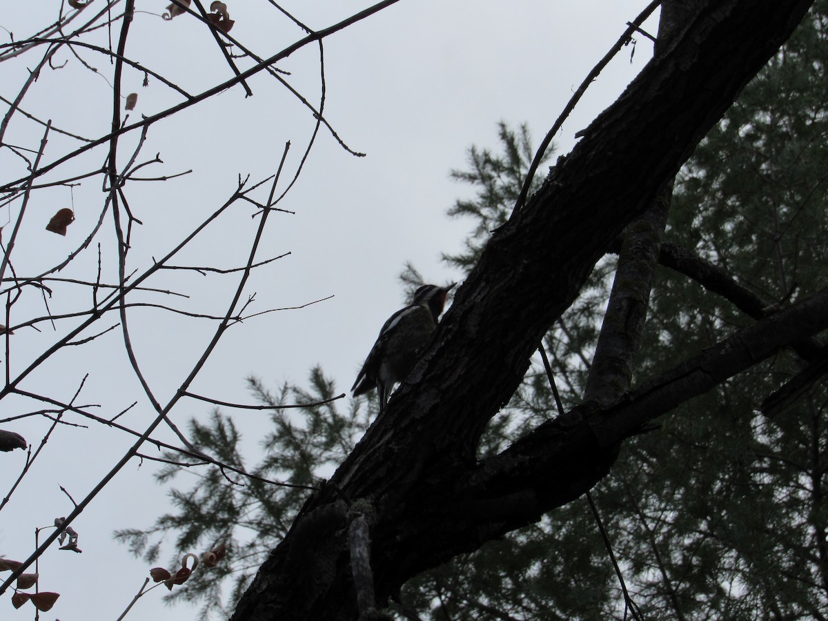 datel rudošíjný - ML644693757