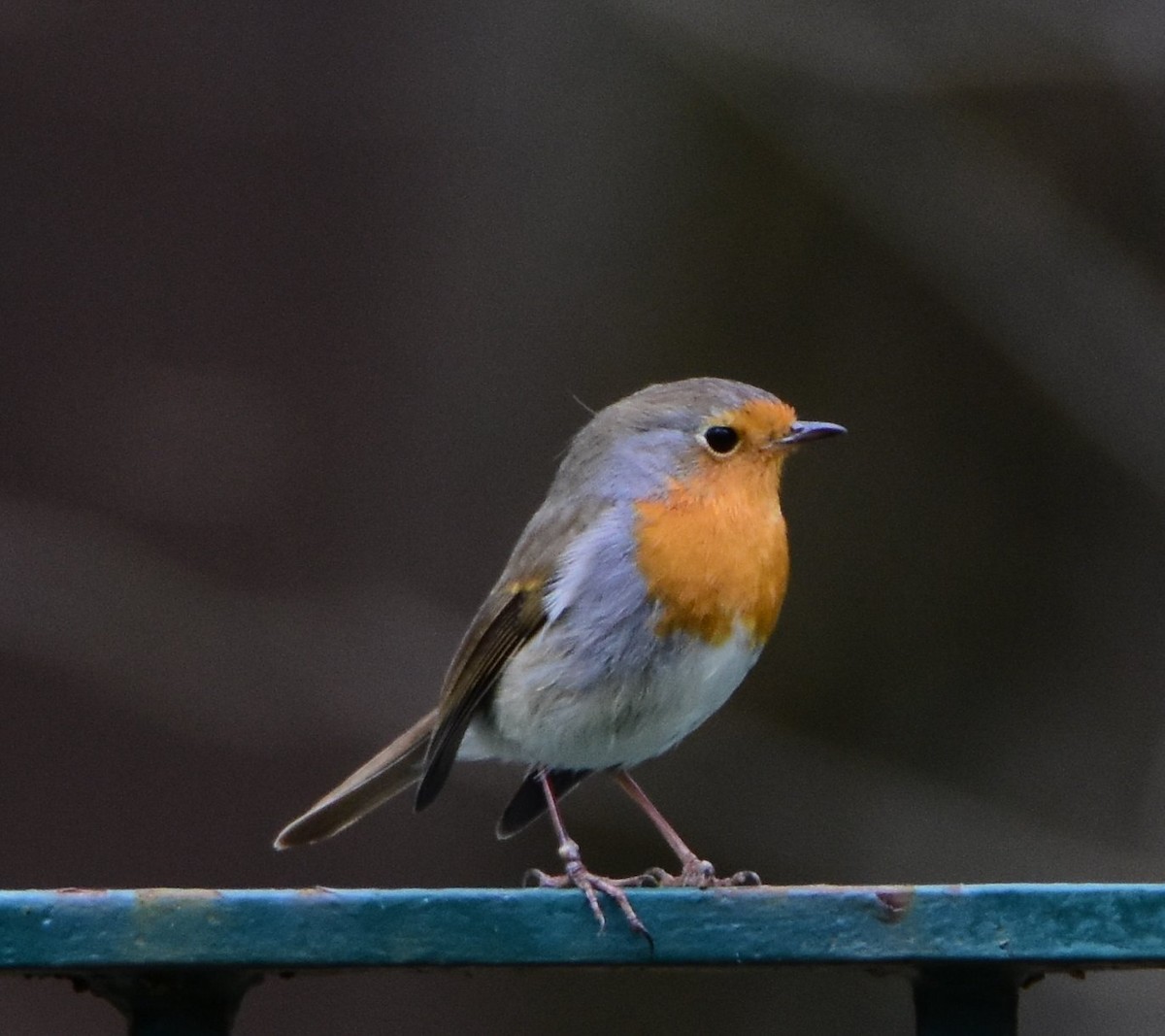 Pettirosso - ML644693758