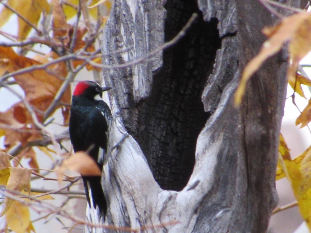 datel sběrač - ML644693760