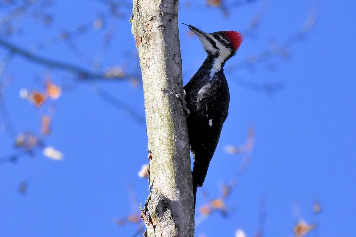 datel chocholatý - ML644693762