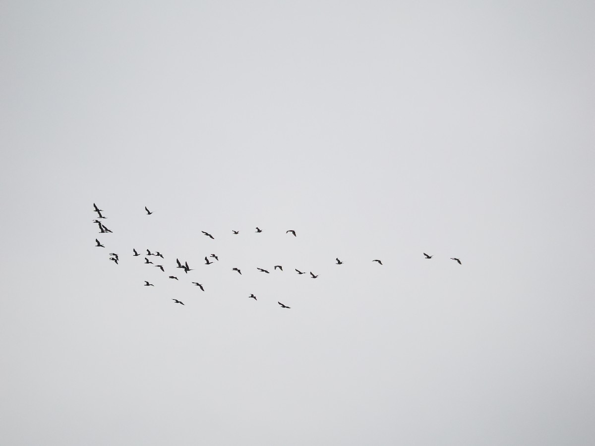 Большой баклан - ML644693764