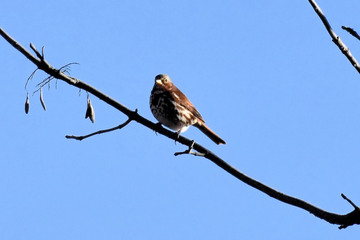 strnadec kaštanový - ML644693766