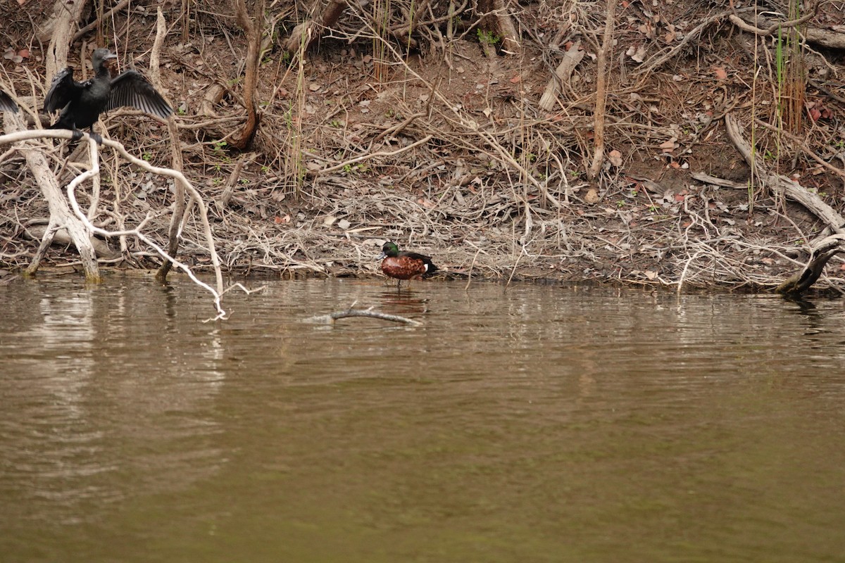 Kızıl Çamurcun - ML644693768