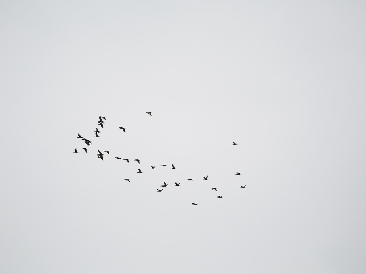 Большой баклан - ML644693769