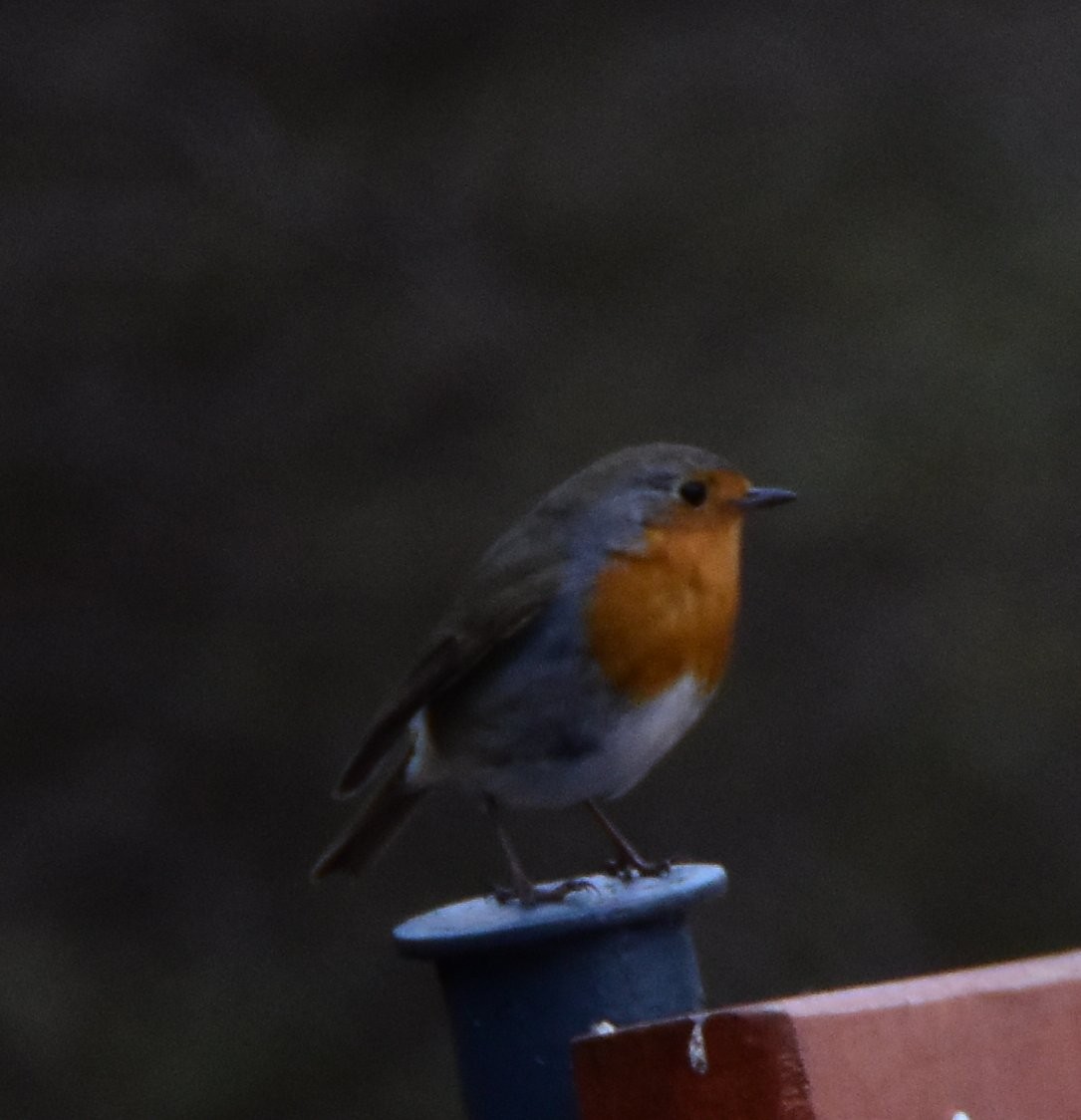 Pettirosso - ML644693771