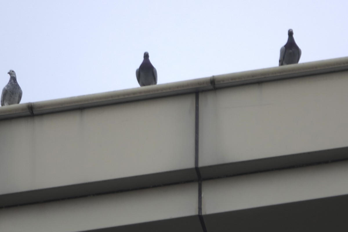 Felsentaube (Straßentaube) - ML644693776