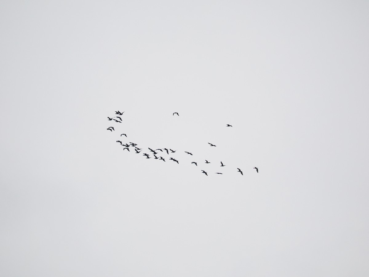 Большой баклан - ML644693777