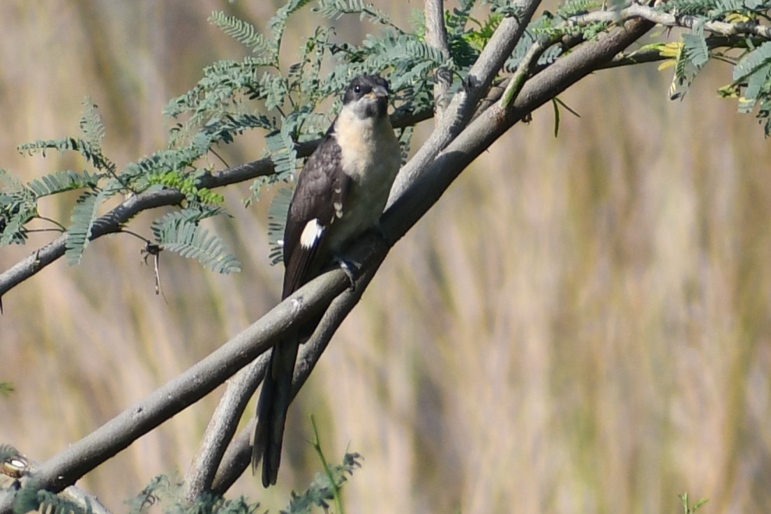 Pied Cuckoo - ML644693780