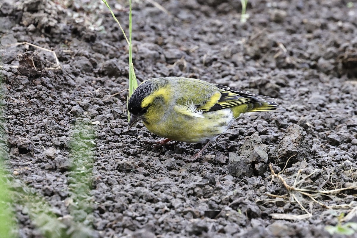 Eurasian Siskin - ML644693795