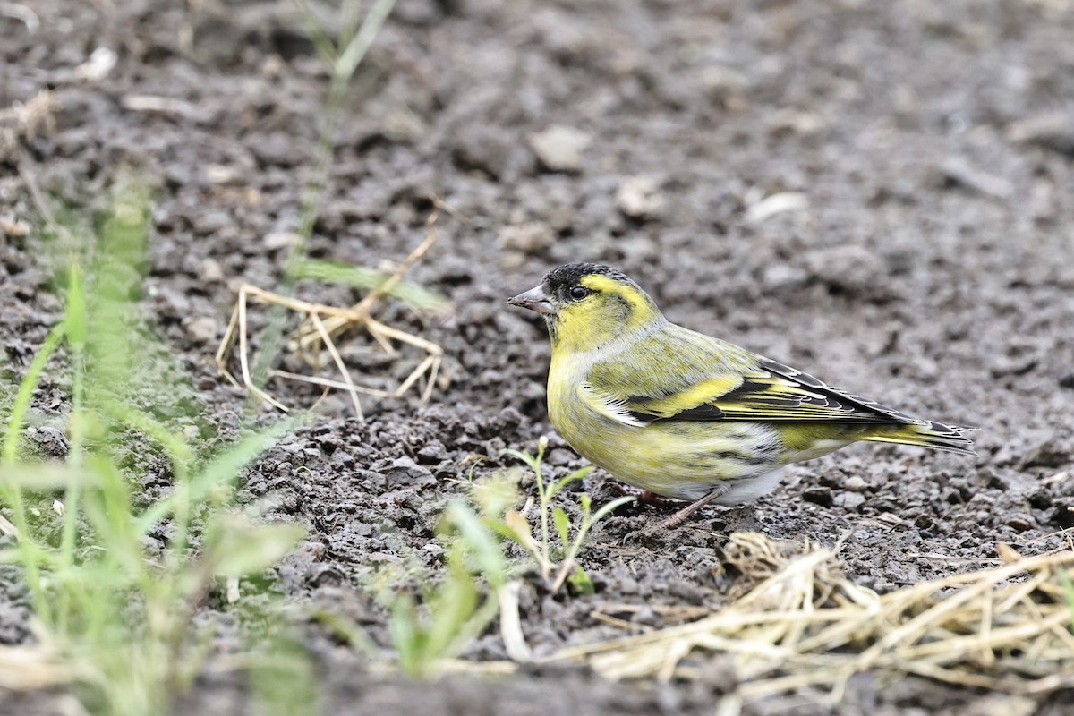 Eurasian Siskin - ML644693796
