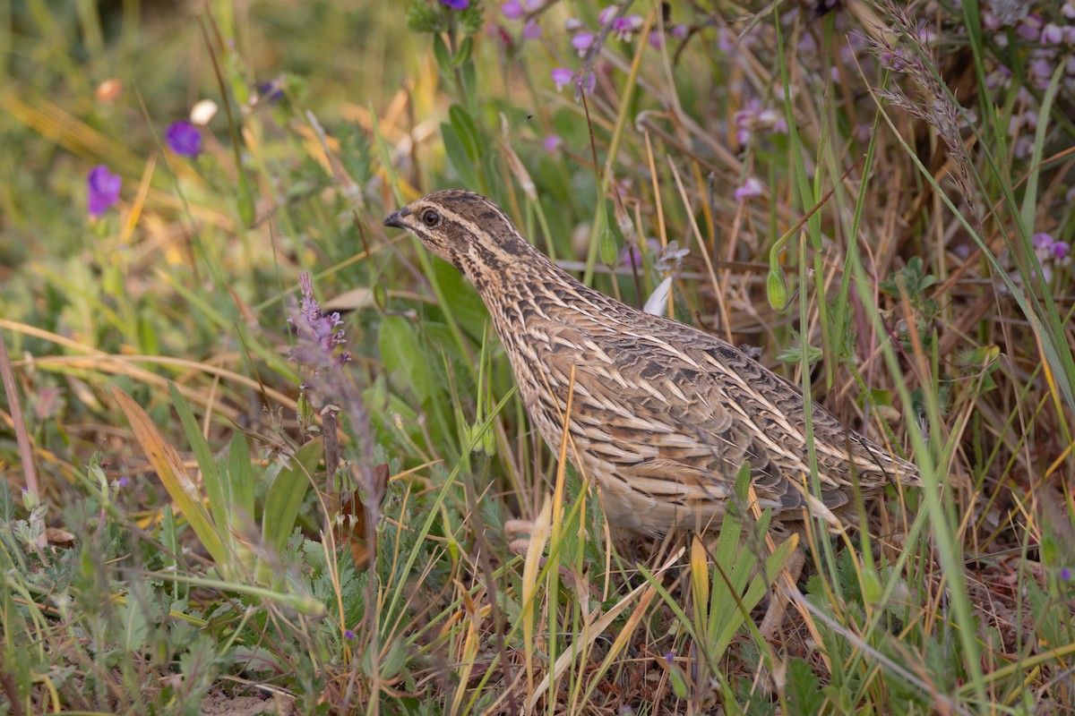 ヨーロッパウズラ - ML644693800