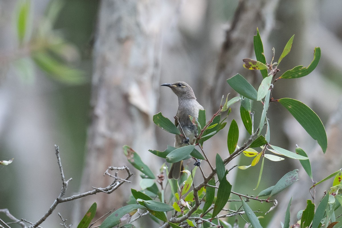 Brown Honeyeater - ML644693801