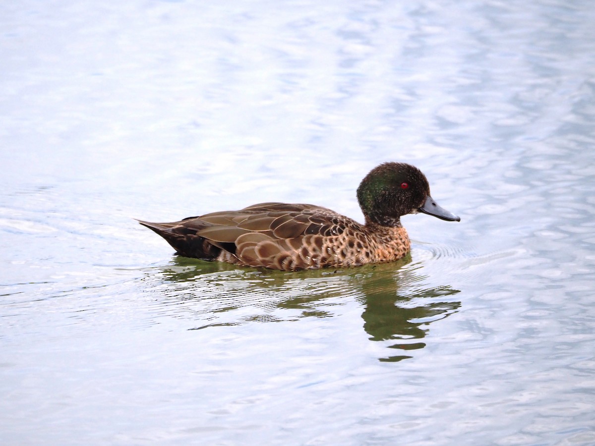 Chestnut Teal - ML644693802