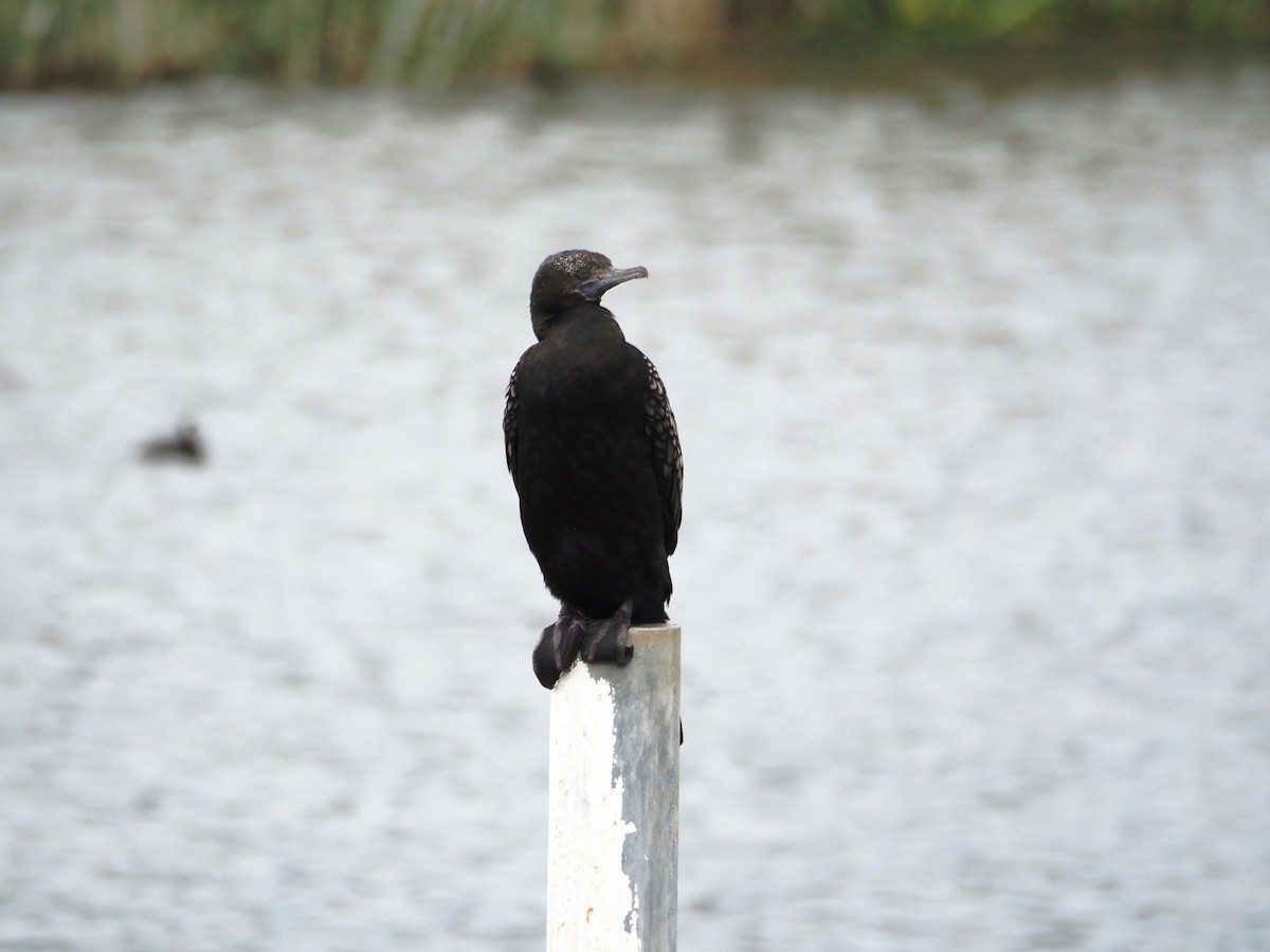 Little Black Cormorant - ML644693804