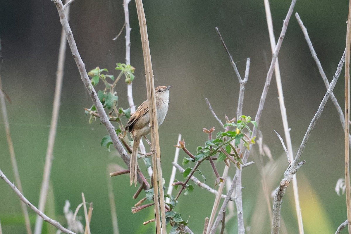 ズアカオオセッカ - ML644693805