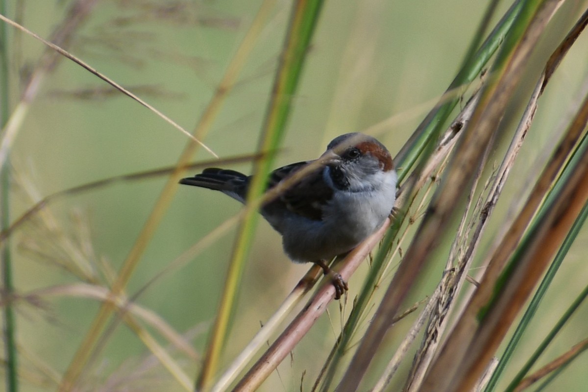 Sind Sparrow - ML644693824