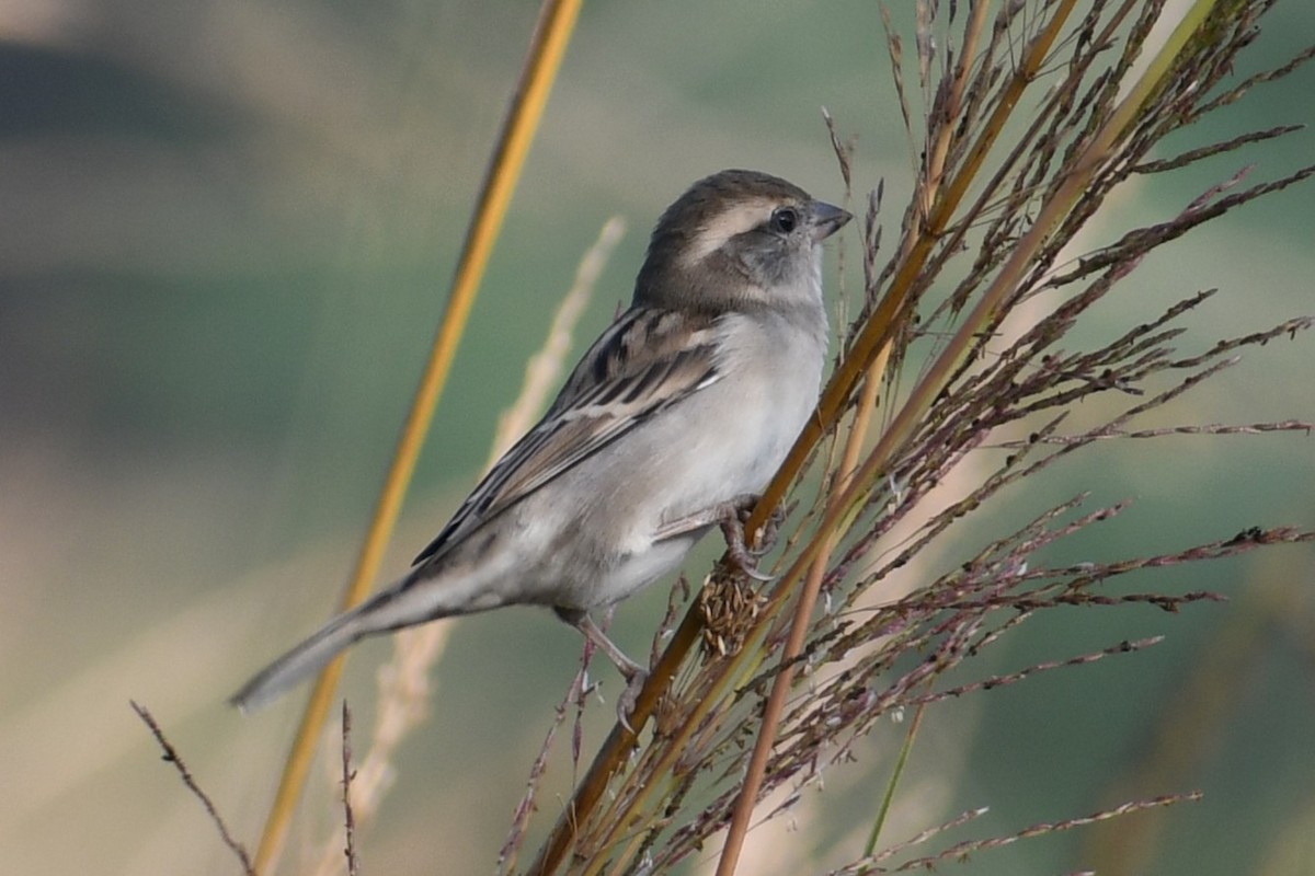 Sind Sparrow - ML644693825