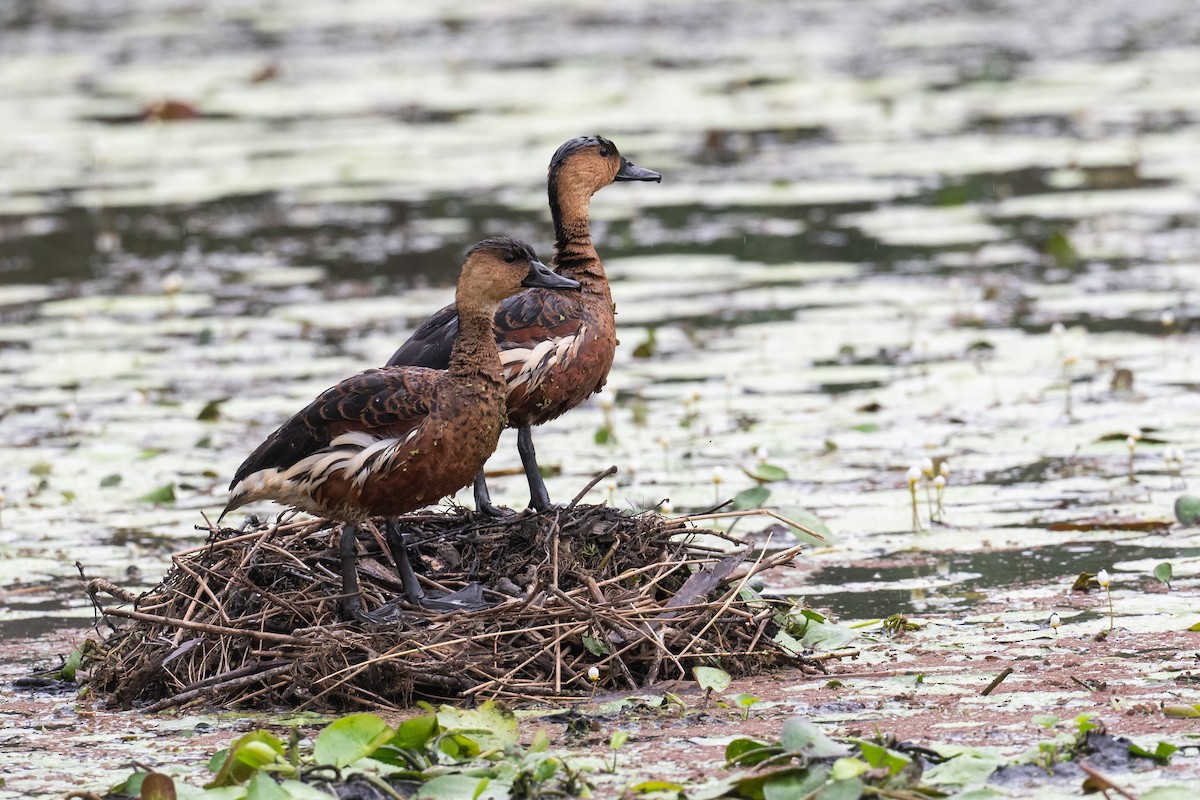 オオリュウキュウガモ - ML644693829