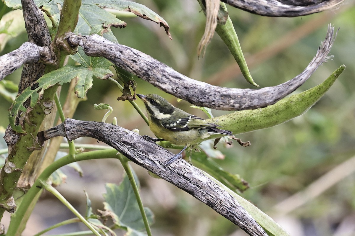 Yellow-bellied Tit - ML644693833
