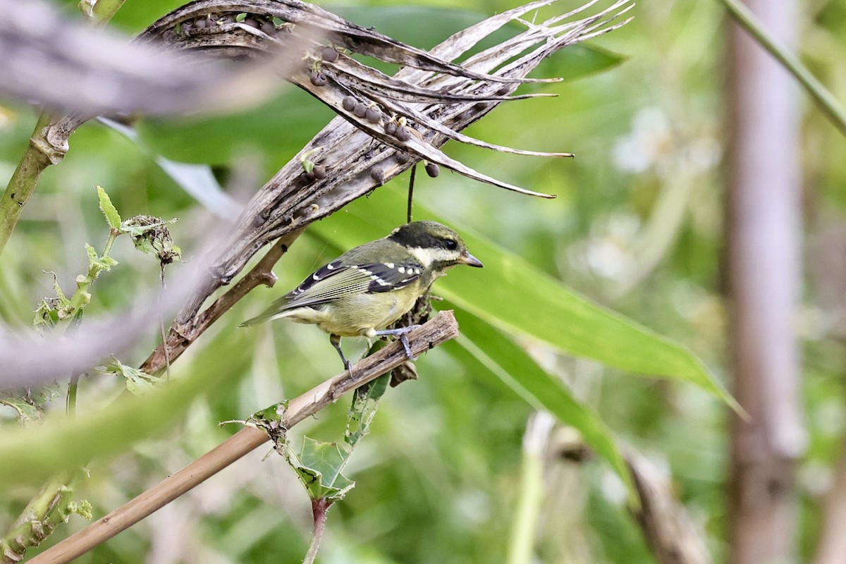 Yellow-bellied Tit - ML644693834