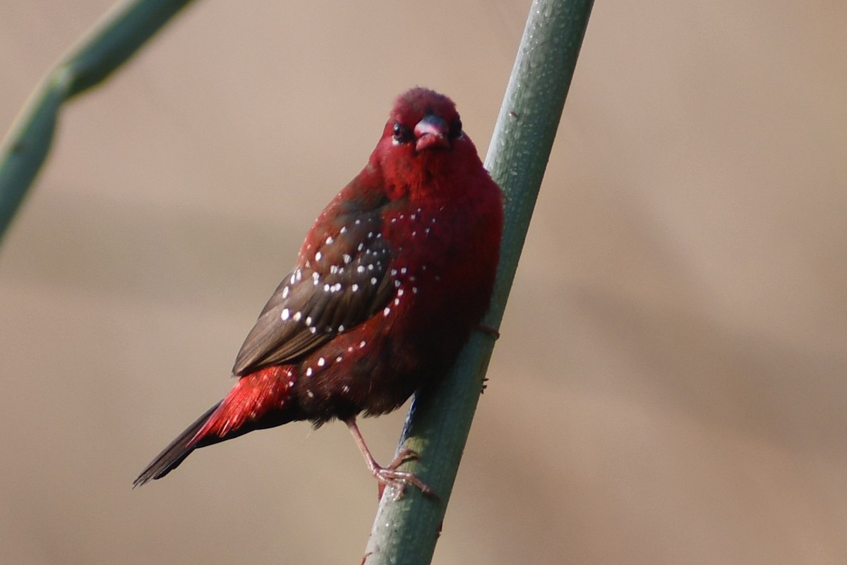 Red Avadavat - ML644693838