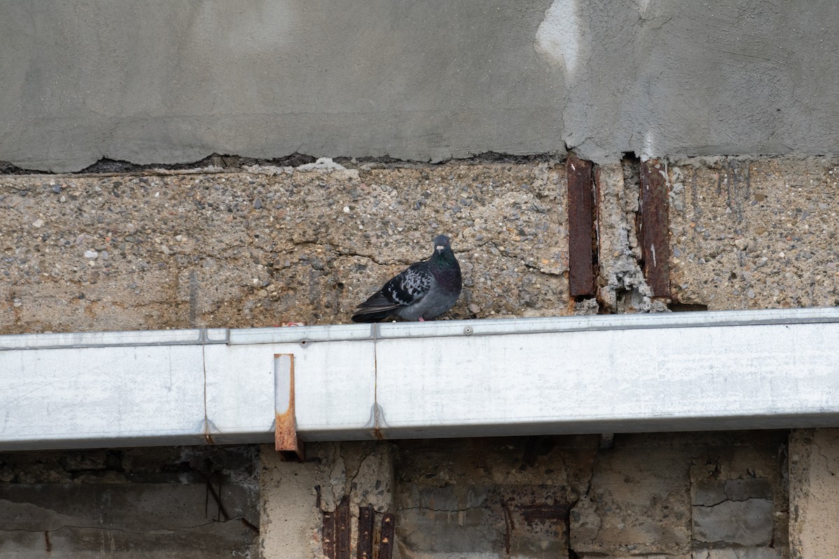 Felsentaube (Straßentaube) - ML644693844