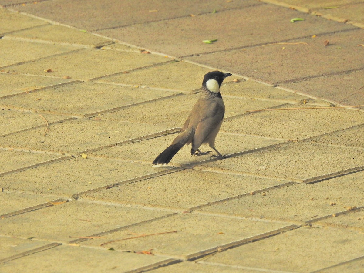 シロミミヒヨドリ - ML644693851