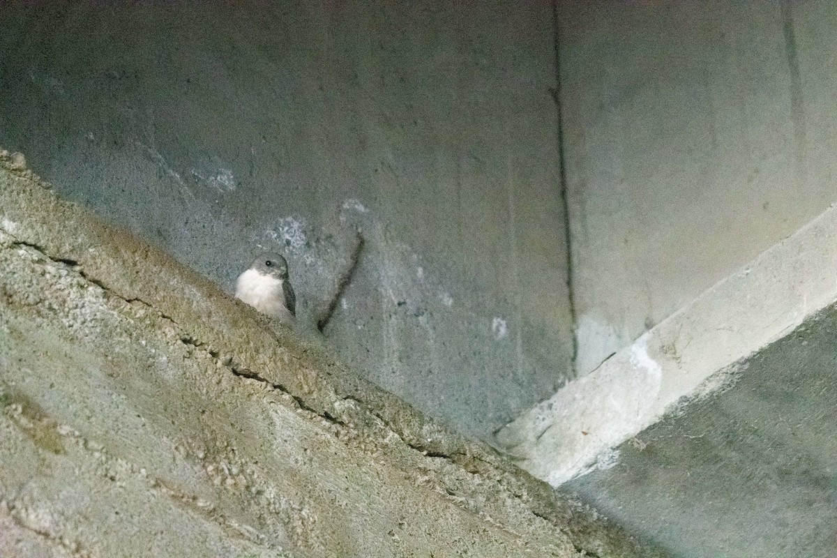 Hirondelle de rochers - ML644693855