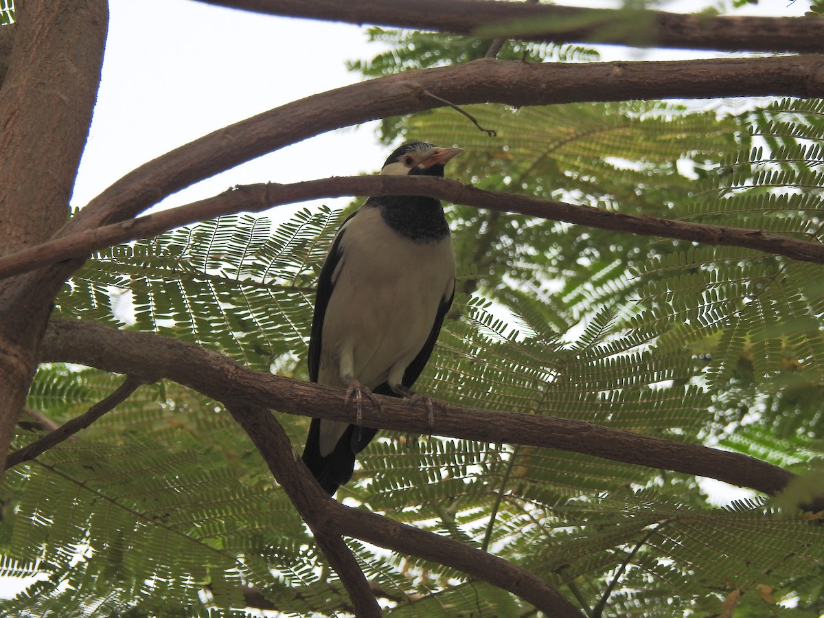 Indian Pied Starling - ML644693858