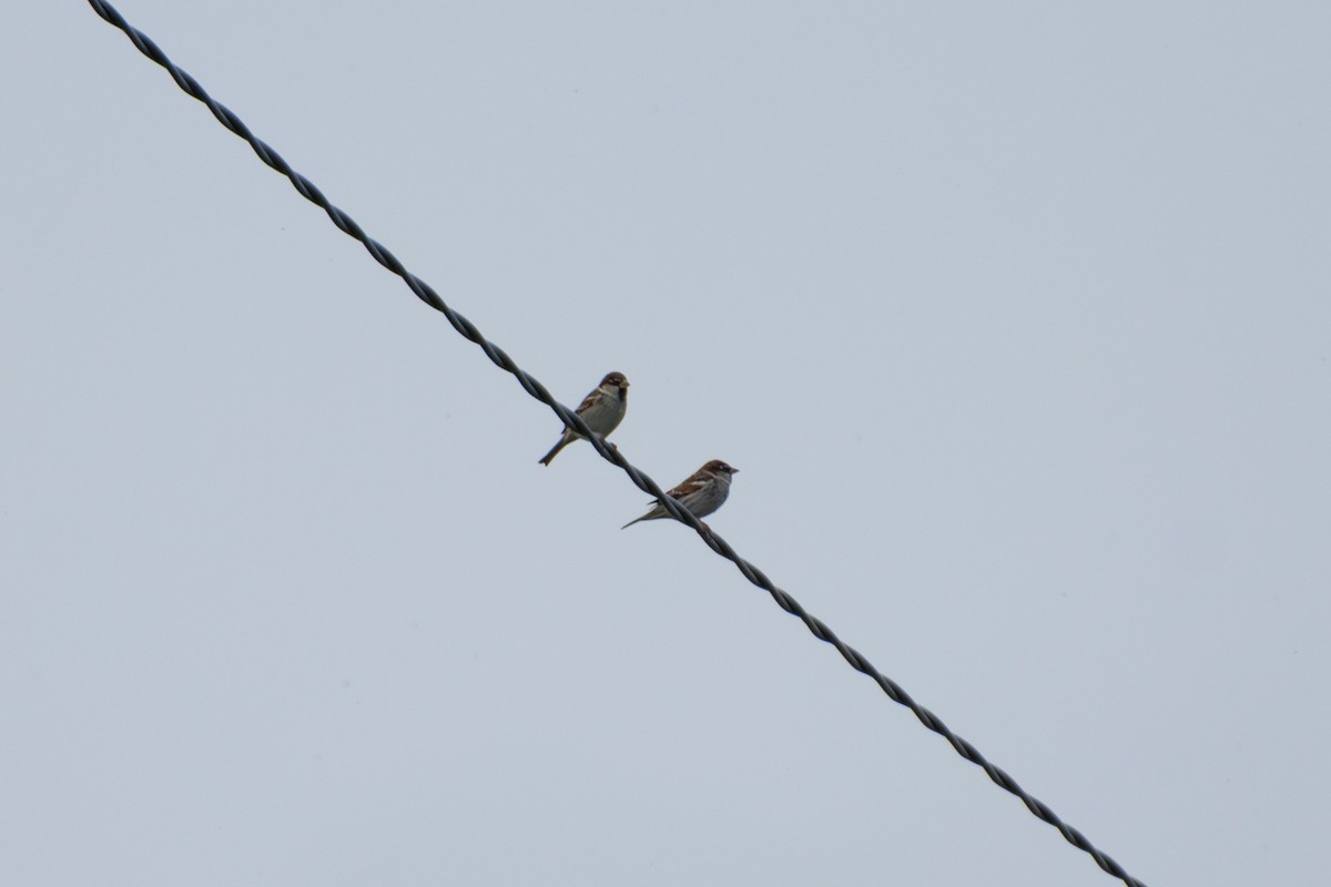 İtalyan Serçesi - ML644693870