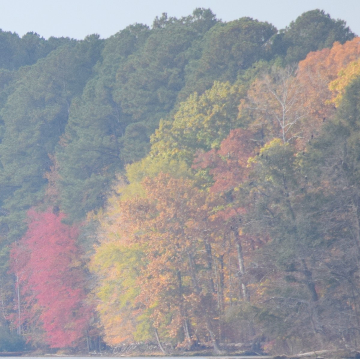 Cormoran à aigrettes - ML644693872