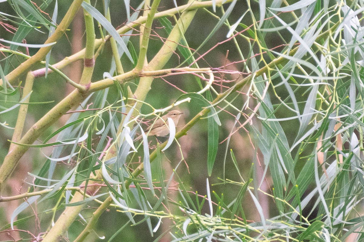 gransanger - ML644693881