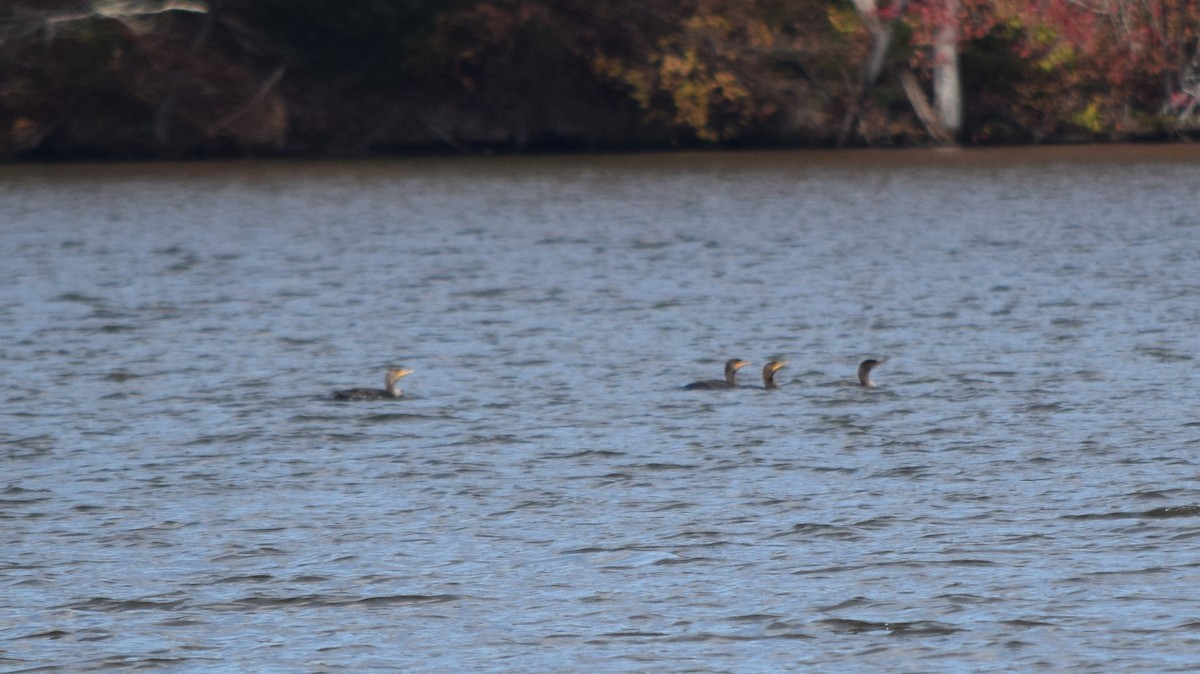 Cormoran à aigrettes - ML644693883