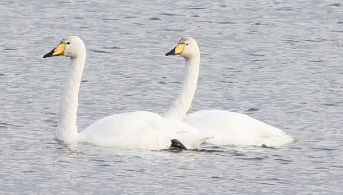 Whooper Swan - ML644693888