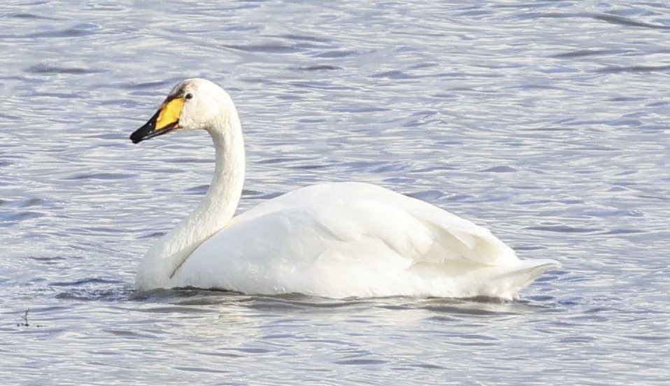 Whooper Swan - ML644693889
