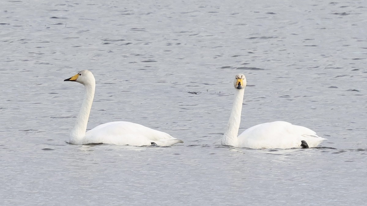 Whooper Swan - ML644693890