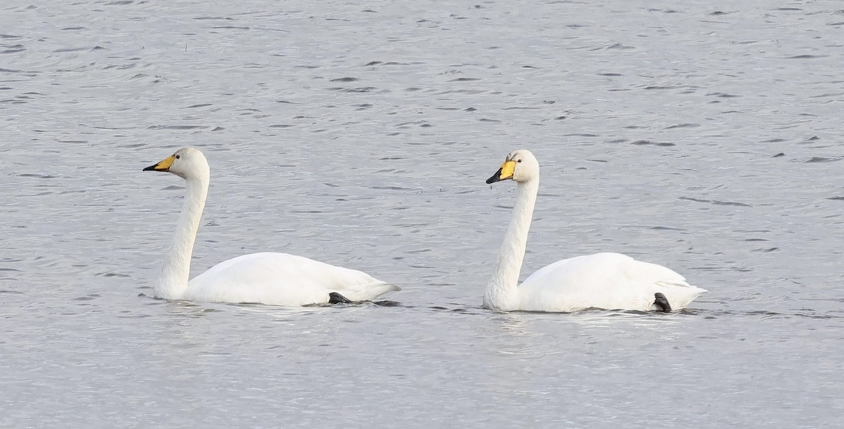 Whooper Swan - ML644693892